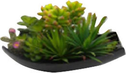 Immagine di Ciotola piante grasse h.cm.20_2                                                                                                                                                                                                                                                                                                                                                                                                                                                                                     