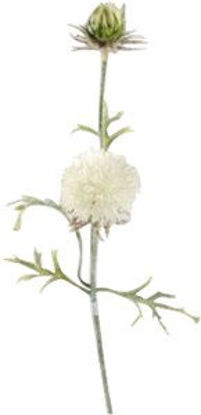 Immagine di Fiore a palla bianco                                                                                                                                                                                                                                                                                                                                                                                                                                                                                                